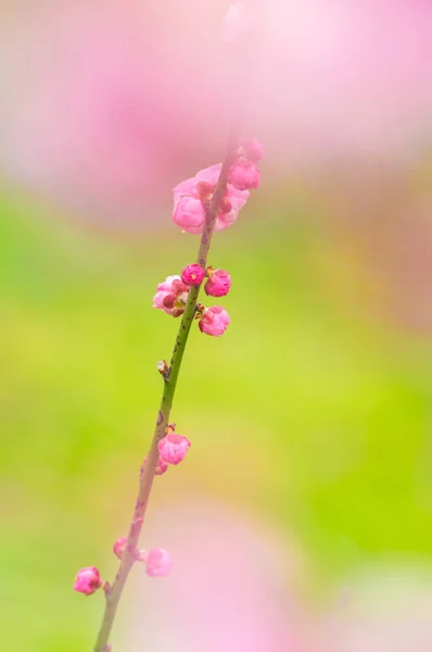 Fleurs Prunier Pleine Floraison Dans Wuhan East Lake Plum Blossom — Photo