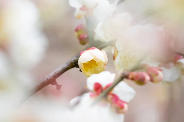 Plum Bloesems Volle Bloei Wuhan East Lake Plum Blossom Tuin — Stockfoto