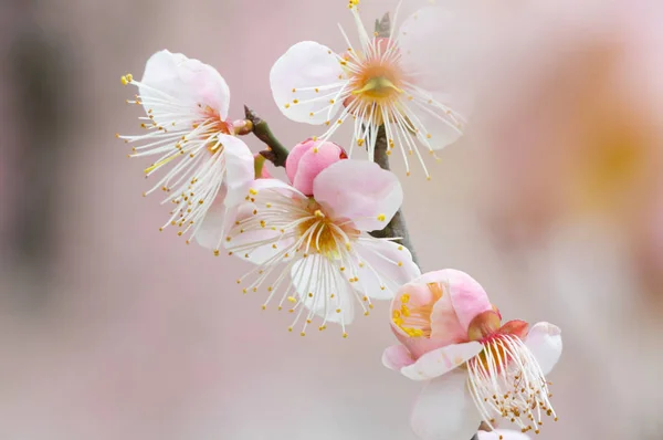 Flores Ciruelo Plena Floración Wuhan East Lake Plum Blossom Garden —  Fotos de Stock