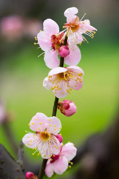 Švestka Plném Květu Východním Jezeře Wuhan Švestkově Zahradě Květinové Zahrady — Stock fotografie