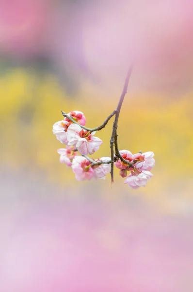 Fleurs Prunier Pleine Floraison Dans Wuhan East Lake Plum Blossom — Photo