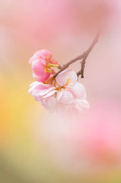 Fleurs Prunier Pleine Floraison Dans Wuhan East Lake Plum Blossom — Photo