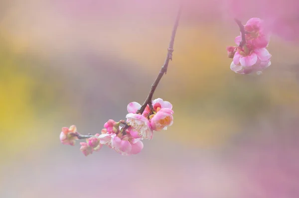 Весной Цветут Сливы Цветущем Саду Восточного Озера Ухань — стоковое фото