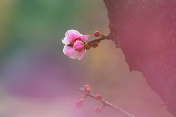 Szilva Virágok Teljes Virágzás Wuhan Kelet Plum Blossom Garden Tavasszal — Stock Fotó