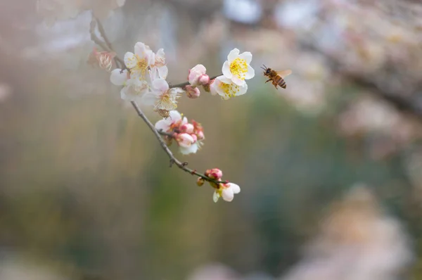 Szilva Virágok Teljes Virágzás Wuhan Kelet Plum Blossom Garden Tavasszal — Stock Fotó