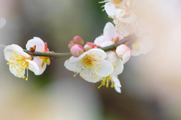 Fleurs Prunier Pleine Floraison Dans Wuhan East Lake Plum Blossom — Photo