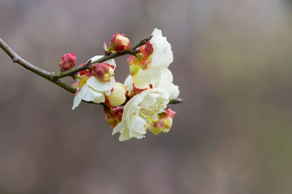 Plum blossoms in full bloom in Wuhan East Lake Plum-blossom Garden in spring