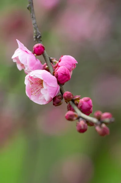 春の武漢東湖花園で満開の梅の花 — ストック写真