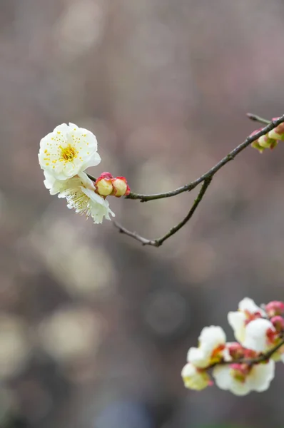 Plum Bloesems Volle Bloei Wuhan East Lake Plum Blossom Tuin — Stockfoto