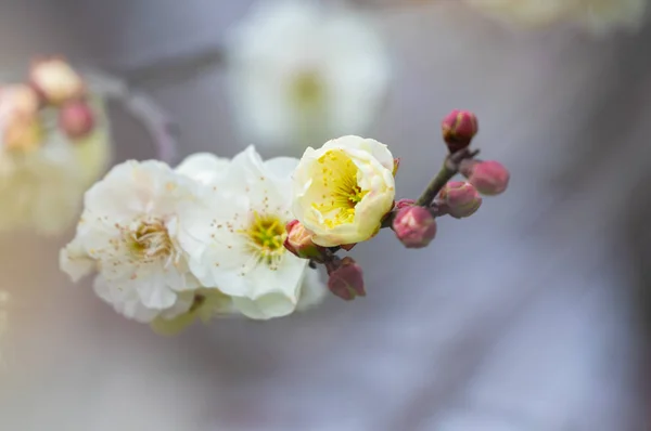 Szilva Virágok Teljes Virágzás Wuhan Kelet Plum Blossom Garden Tavasszal — Stock Fotó