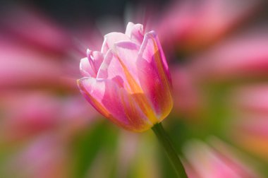 Erken ilkbaharda Wuhan Jiefang Park'ta tam çiçekla laleler