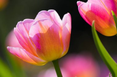 Erken ilkbaharda Wuhan Jiefang Park'ta tam çiçekla laleler