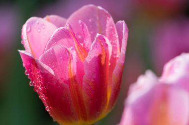 Erken ilkbaharda Wuhan Jiefang Park'ta tam çiçekla laleler