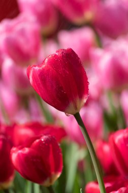 Erken ilkbaharda Wuhan Jiefang Park'ta tam çiçekla laleler