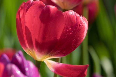 Erken ilkbaharda Wuhan Jiefang Park'ta tam çiçekla laleler