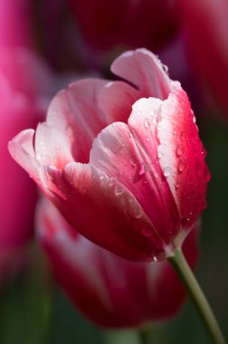 Erken ilkbaharda Wuhan Jiefang Park'ta tam çiçekla laleler