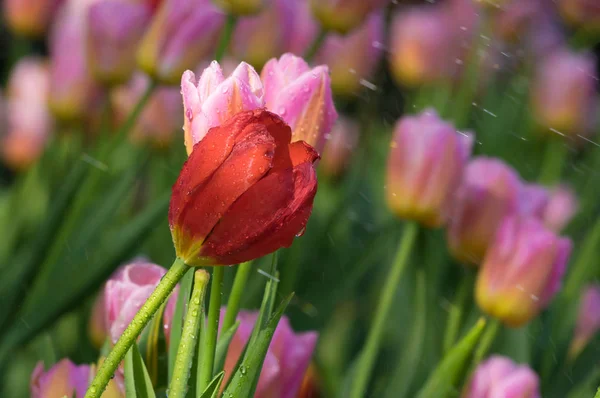 Tulips Full Bloom Wuhan Jiefang Park Early Spring — Stock Photo, Image