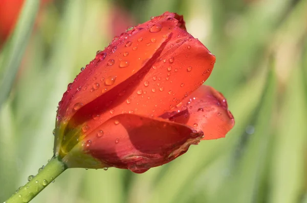 Tulips Full Bloom Wuhan Jiefang Park Early Spring — Stock Photo, Image