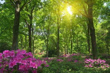 İlkbaharda Forest Park'ın Açelya manzarası