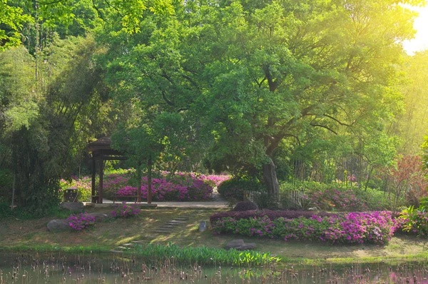 Azálea Paisagem Parque Florestal Primavera — Fotografia de Stock