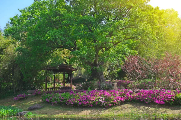 Lkbaharda Forest Park Açelya Manzarası — Stok fotoğraf