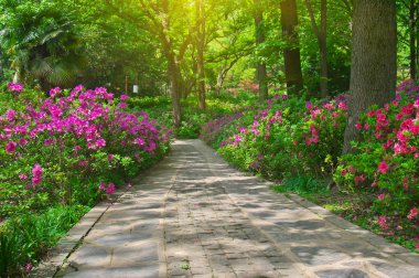 İlkbaharda Forest Park'ın Açelya manzarası