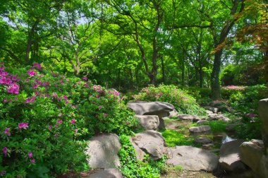 İlkbaharda Forest Park'ın Açelya manzarası