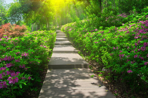 Азалия пейзаж лесного парка весной
