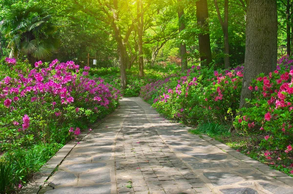 İlkbaharda Forest Park'ın Açelya manzarası