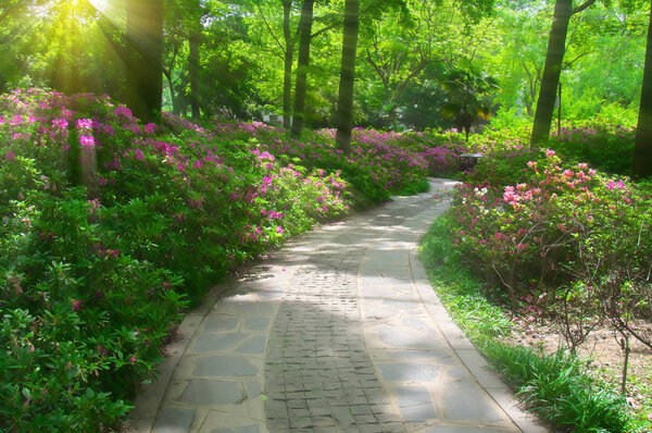 Азалия пейзаж лесного парка весной
