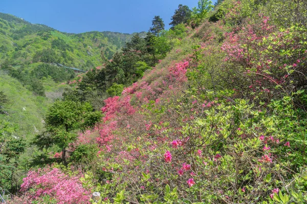 武汉云雾山水春景 — 图库照片