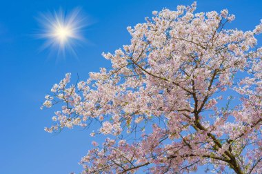 Baharda Wuhan Kiraz Bahçesi manzarası