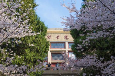 Baharda Wuhan Kiraz Bahçesi manzarası