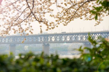 Baharda Wuhan Kiraz Bahçesi manzarası