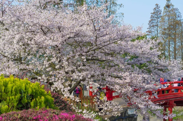 Wuhan Cherry Blossom Garden Scenery Spring — 스톡 사진
