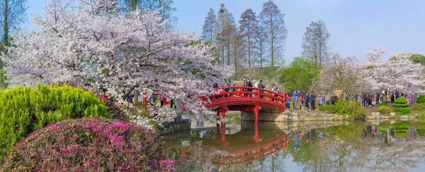 Wuhan Kersenbloesem Tuin Landschap Het Voorjaar — Stockfoto