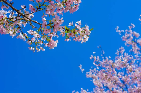 Wuhan Cherry Blossom Paisajes Jardín Primavera — Foto de Stock