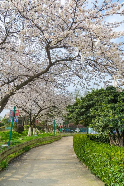 Wuhan Cherry Blossom Paisajes Jardín Primavera — Foto de Stock