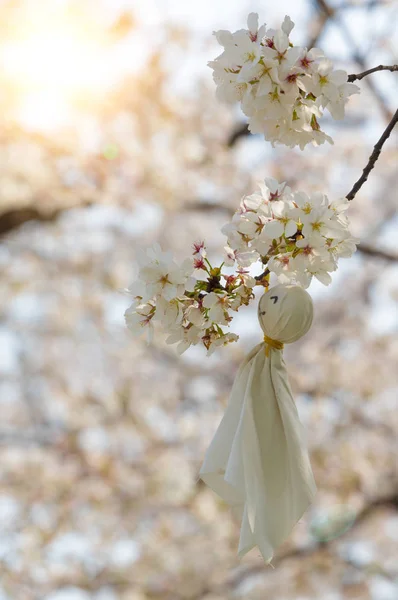 Wuhan Kirschblüte Garten Landschaft Frühling — Stockfoto