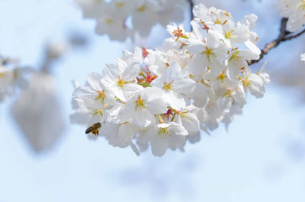 Wuhan Cherry Blossom Paisajes Jardín Primavera — Foto de Stock