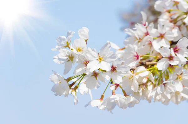 Wuhan Cherry Blossom Paisajes Jardín Primavera — Foto de Stock