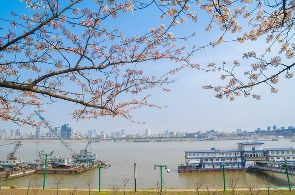 武汉樱花花园春天的风景 — 图库照片