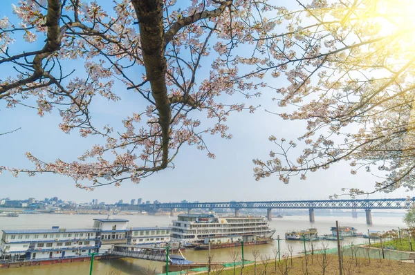Wuhan Cherry Blossom Zahradní Scenérie Jaře — Stock fotografie