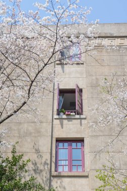 Baharda Wuhan Kiraz Bahçesi manzarası