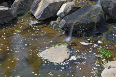 Baharda Wuhan Kiraz Bahçesi manzarası