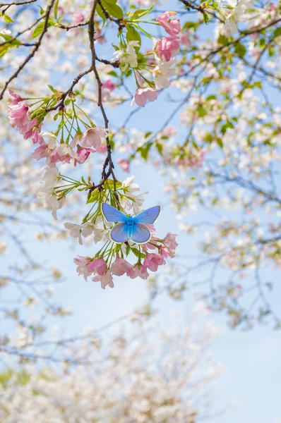 Wuhan Kirschblüte Garten Landschaft Frühling — Stockfoto