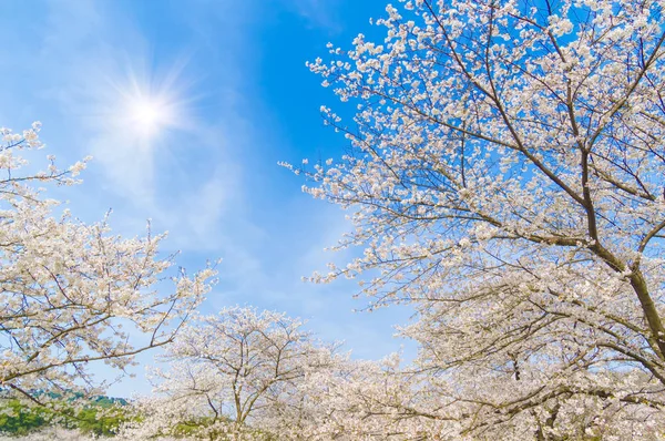 Wuhan Cherry Blossom Paisajes Jardín Primavera — Foto de Stock