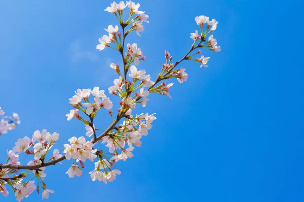 Wuhan Cherry Blossom Paisajes Jardín Primavera — Foto de Stock