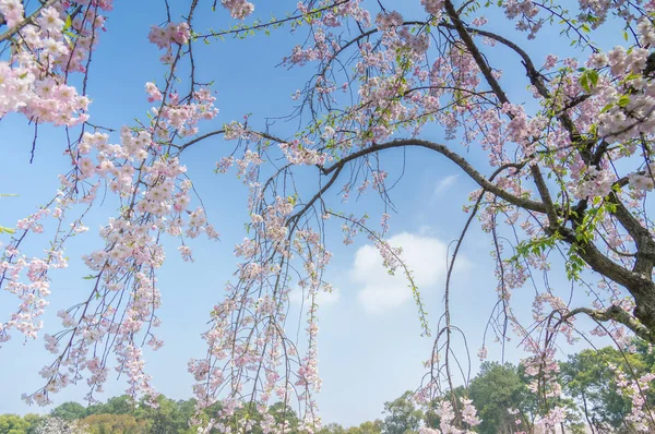 武汉樱花花园春天的风景 — 图库照片