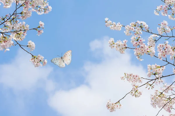 Origami: Flor de Cerezo // Cherry Blossom 